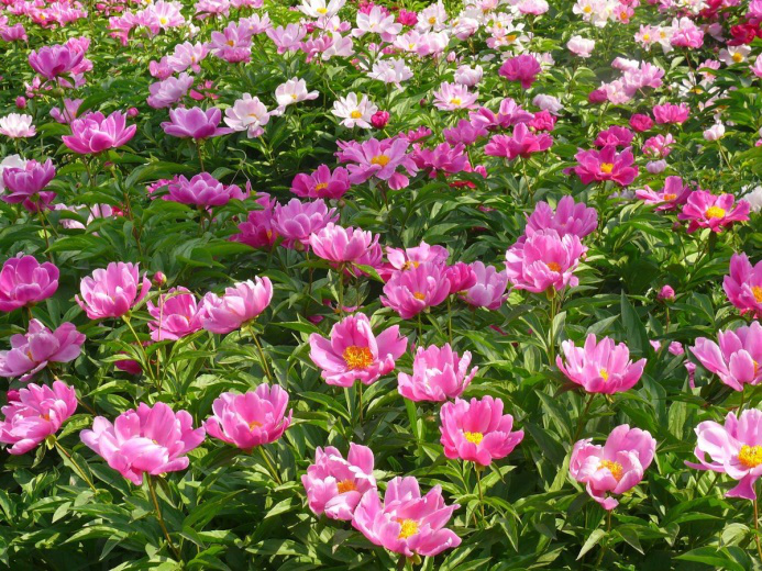 芍药.png