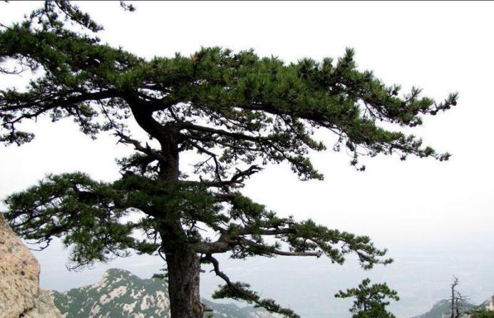 华山松.png